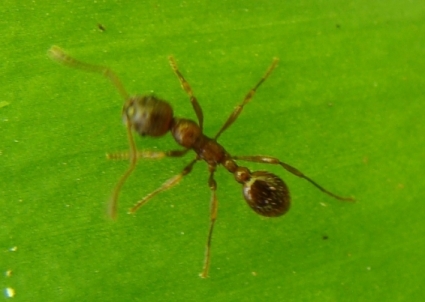 Myrmica sp. (Formicidae).
