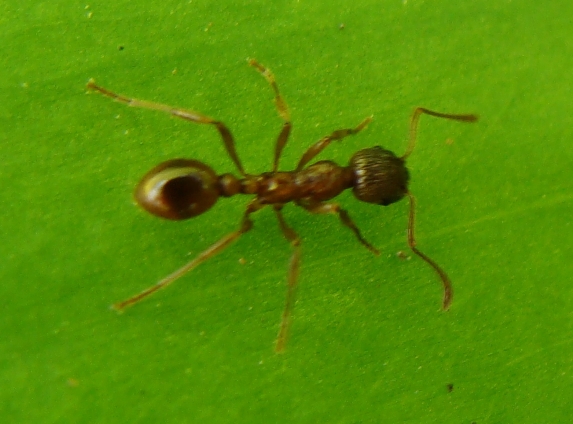 Myrmica sp. (Formicidae).