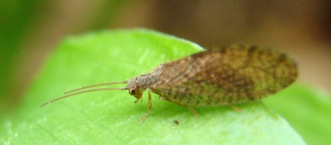 emerobide: Micromus angulatus