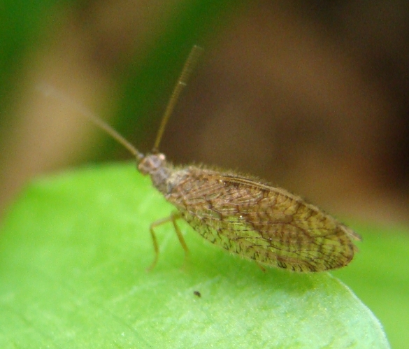 emerobide: Micromus angulatus