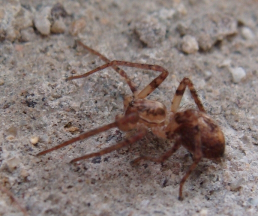 Anyphaena sp.