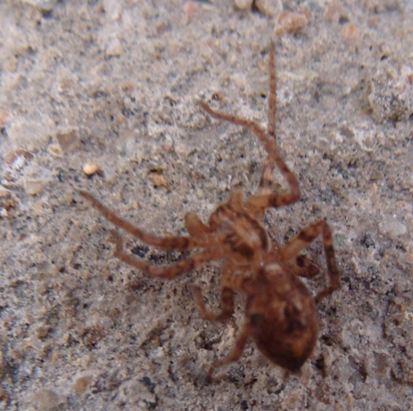 Anyphaena sp.