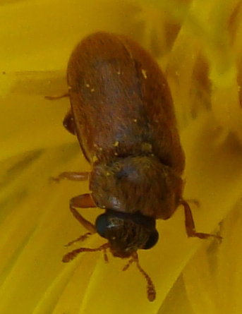 minicoleottero: Byturus ochraceus