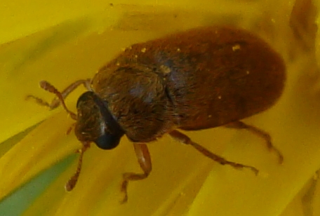 minicoleottero: Byturus ochraceus