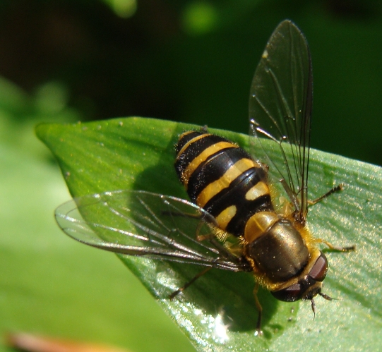 syrphus ribesii?