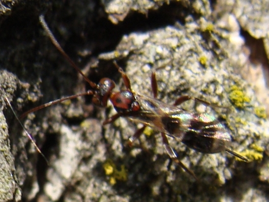 Ichneumonidae, Cryptinae