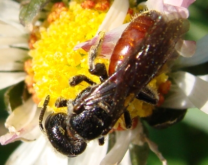 Sphecodes sp.