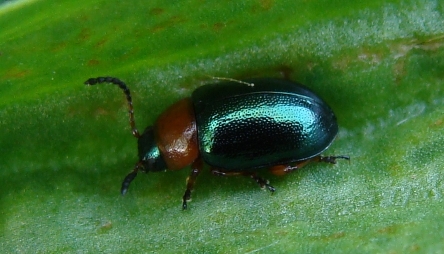 Oulema...? Gastrophysa polygoni