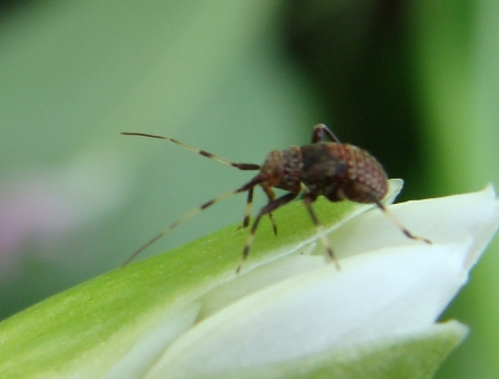 afide?   -   [ Heteroptera]