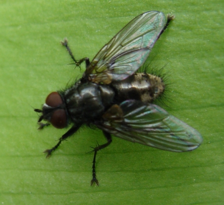 Meigenia sp. M (Tachinidae)