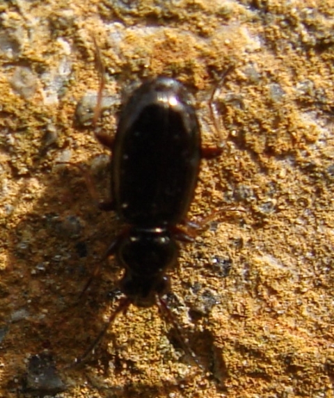 microcarabide? Metallina properans