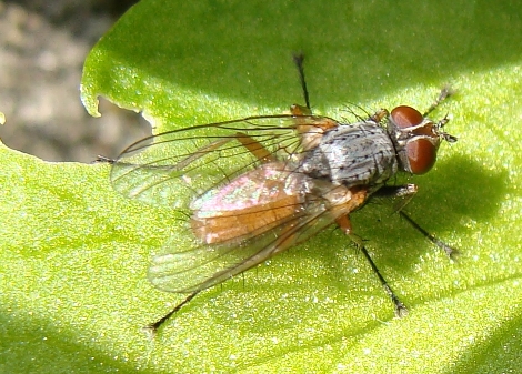 Anthomyidae  possibile Pegomya sp.