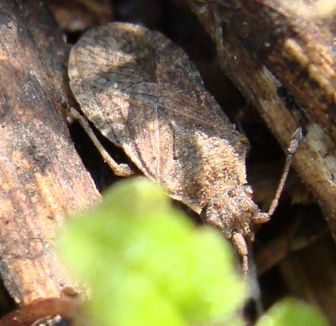 Coreidae: Bathysolen nubilus