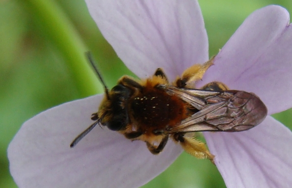 Apidae Andreninae: Andrena lagopus, femmina