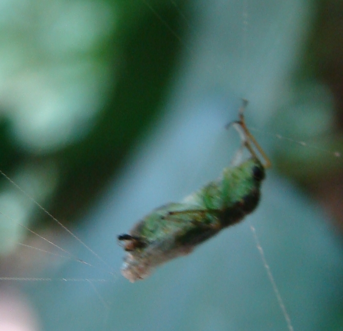 chi era?? Miridae in una ragnatela a Monza