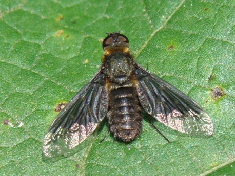 id dittero