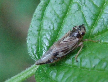 cicadella: Evacanthus acuminatus dal Parco di Monza