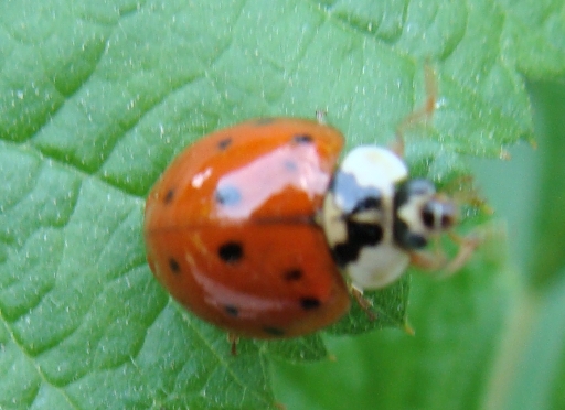 2 coccinelle da confermare