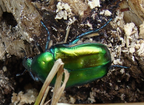 Cetonia aurat ?  No,  Protaetia sp.