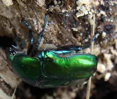 Cetonia aurat ?  No,  Protaetia sp.