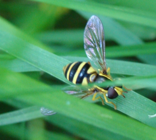 Xanthogramma laetum F (Syrphidae)