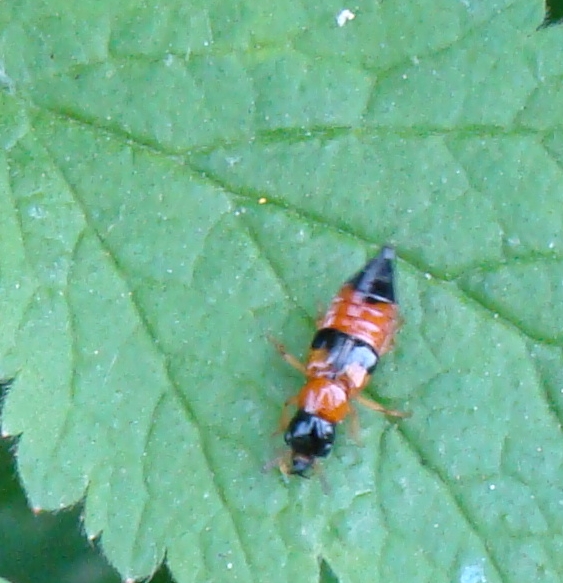 id stafilinide: Oxyporus rufus