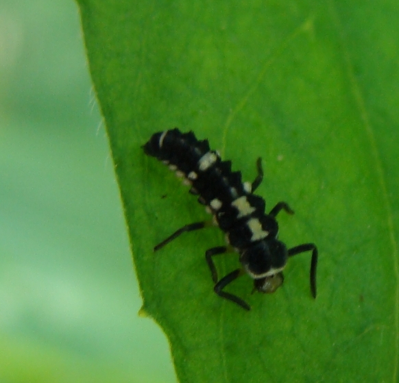 larva di coccinella