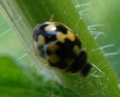 2 coccinelle da confermare