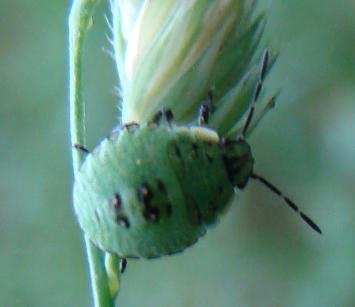 Pentatomidae: neanide di Palomena di Monza