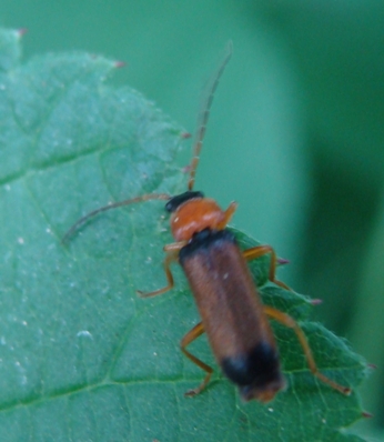 altri 2 coleotteri da ID