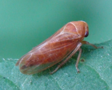 afroforide??? No. Cicadellidae