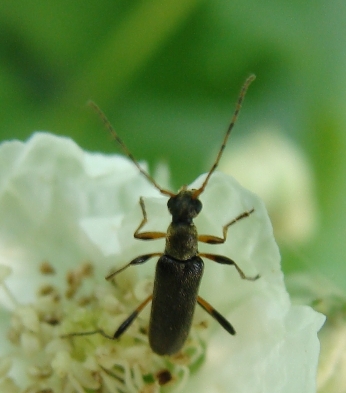 altri 2 coleotteri da ID