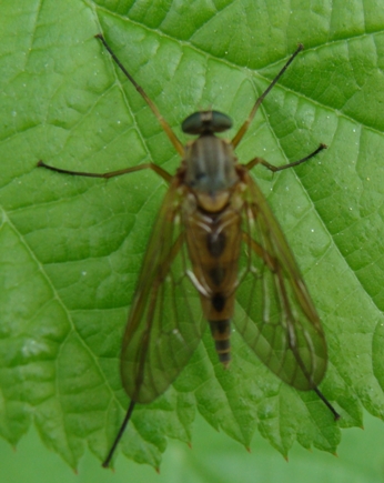 Rhagio sp. (Rhagionidae)