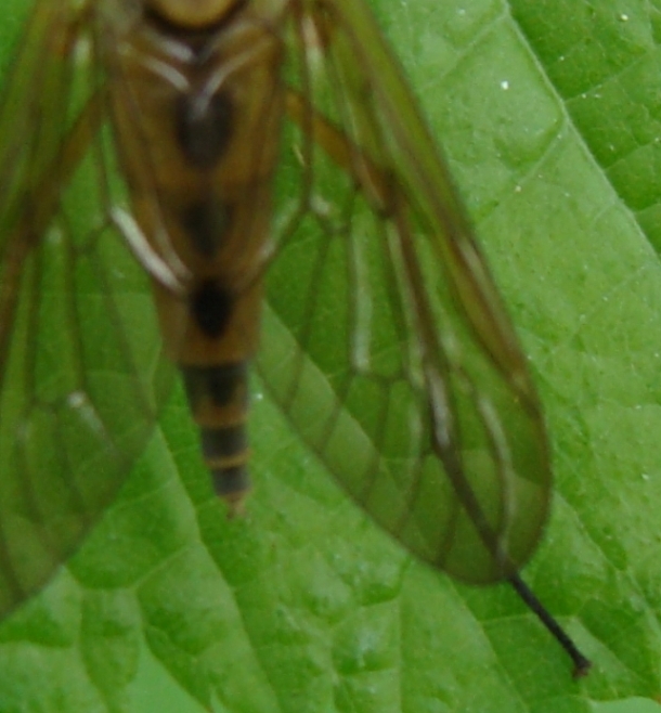 Rhagio sp. (Rhagionidae)
