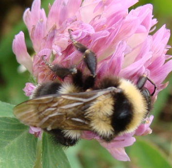 bombus sp.
