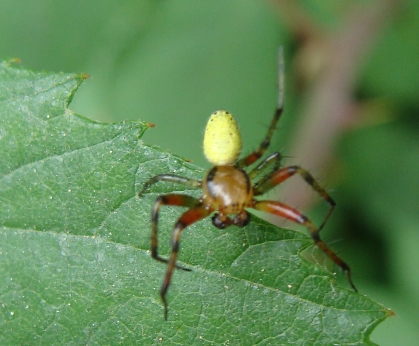 Araniella sp.