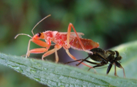 Nabidae rosso:   Himacerus (Himacerus) apterus di Monza