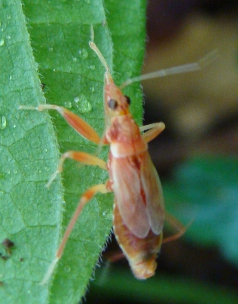 Nabidae rosso:   Himacerus (Himacerus) apterus di Monza