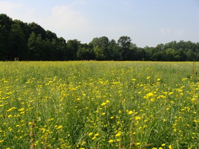 Coccinelle del Parco di Monza