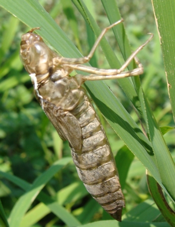 esuvia di... - Anax parthenope