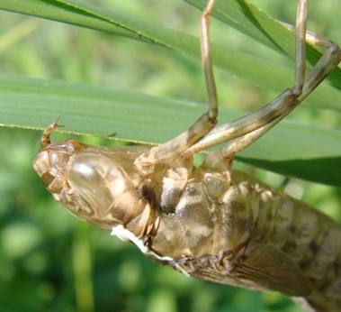 esuvia di... - Anax parthenope