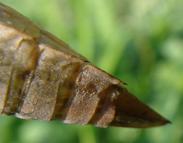 esuvia di... - Anax parthenope