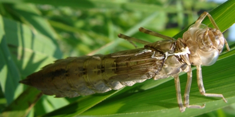 esuvia di... - Anax parthenope