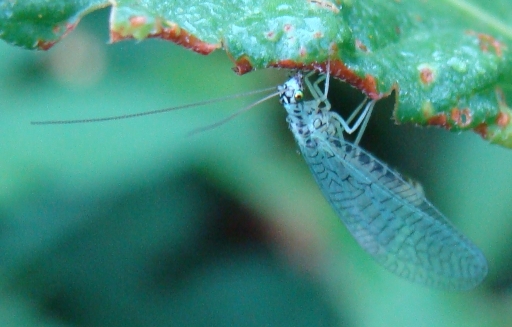 Chrysopa perla e Dichochrysa