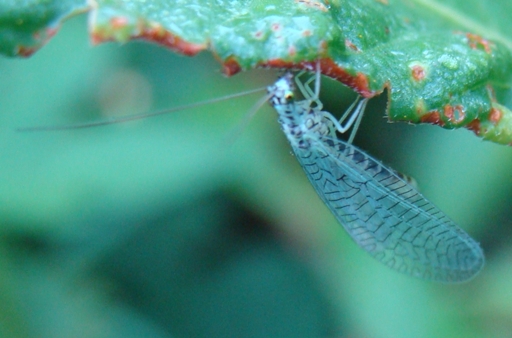 Chrysopa perla e Dichochrysa