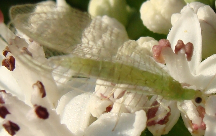 Chrysopa perla e Dichochrysa