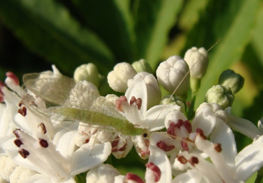 Chrysopa perla e Dichochrysa