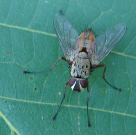 tachinidae?