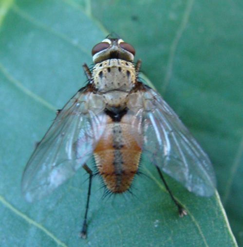 tachinidae?