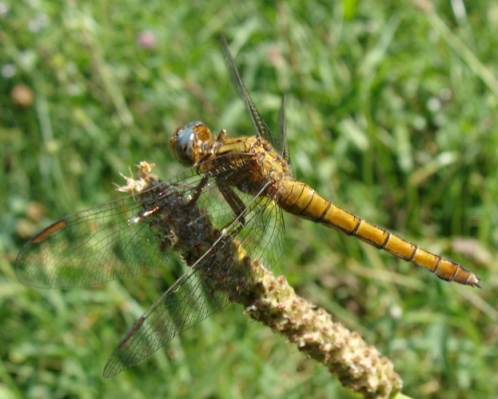 libellulide: Orthetrum coerulescens